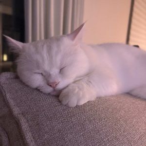 Meet your Posher, Norah